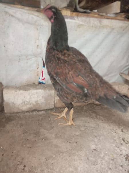 Aseel murghi laathi home breeder ready for egg 3