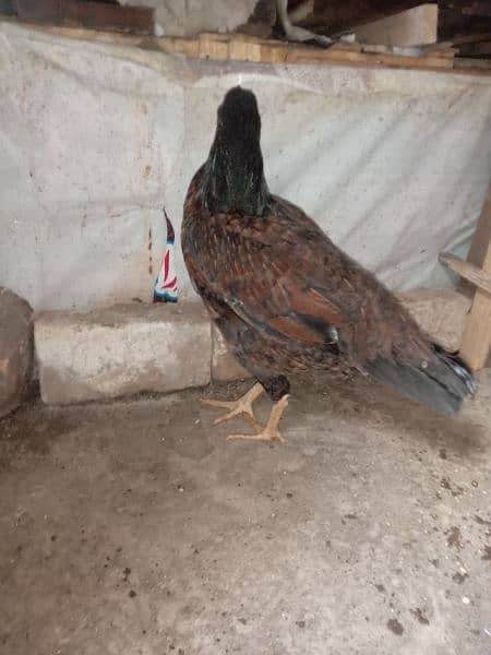 Aseel murghi laathi home breeder ready for egg 4