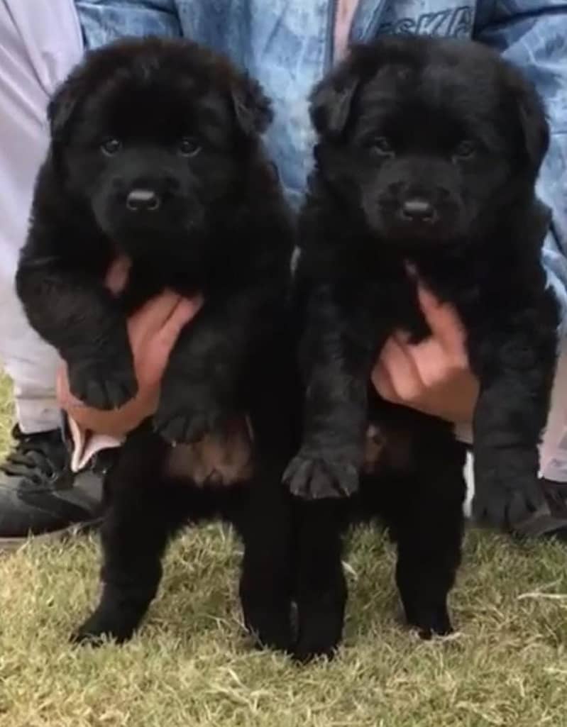 German shepherd puppies / black Shepherd pair 0