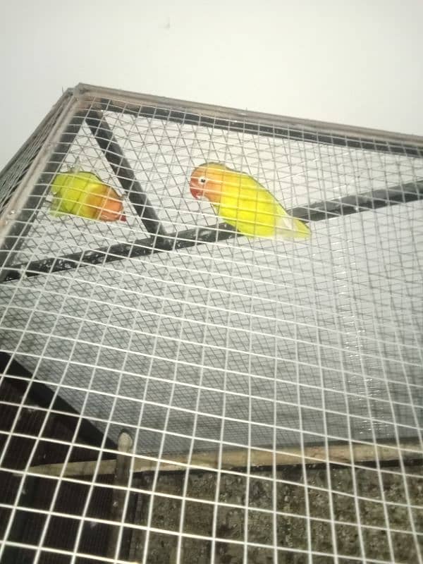 breeder pair urgent sale with cage and boxes 0