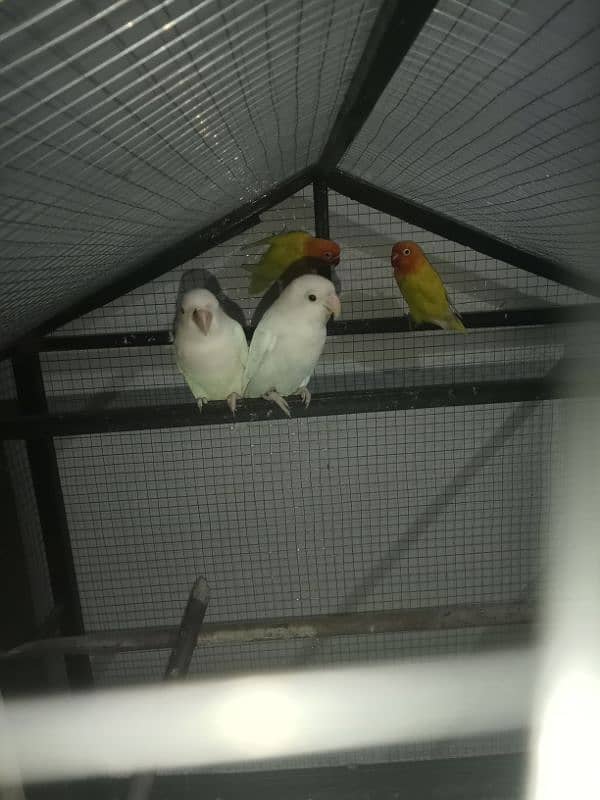 breeder pair urgent sale with cage and boxes 1