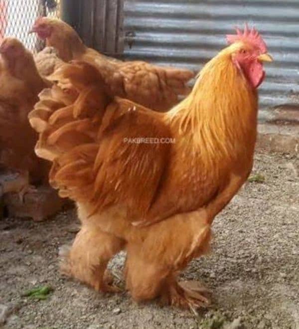 White , Golden and Splesh heavy buff only chick's available 2