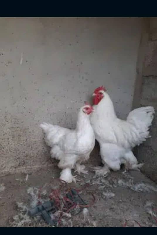 White , Golden and Splesh heavy buff only chick's available 5