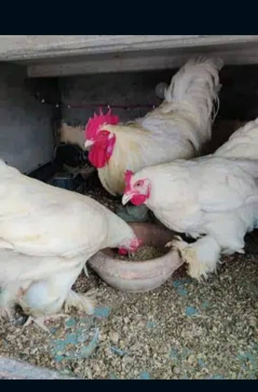 White , Golden and Splesh heavy buff only chick's available 6