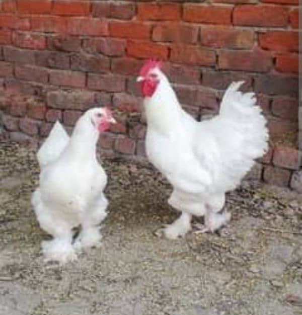 White , Golden and Splesh heavy buff only chick's available 7