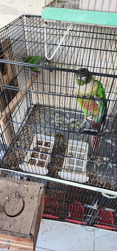 green cheek conure 0