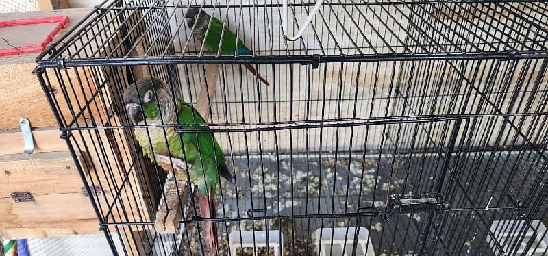 green cheek conure 1