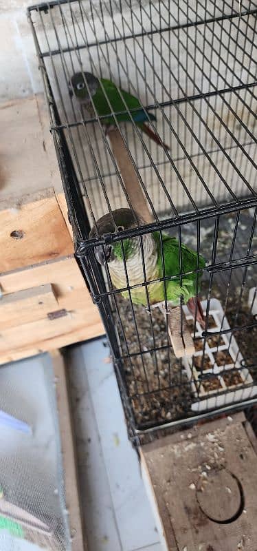 green cheek conure 2