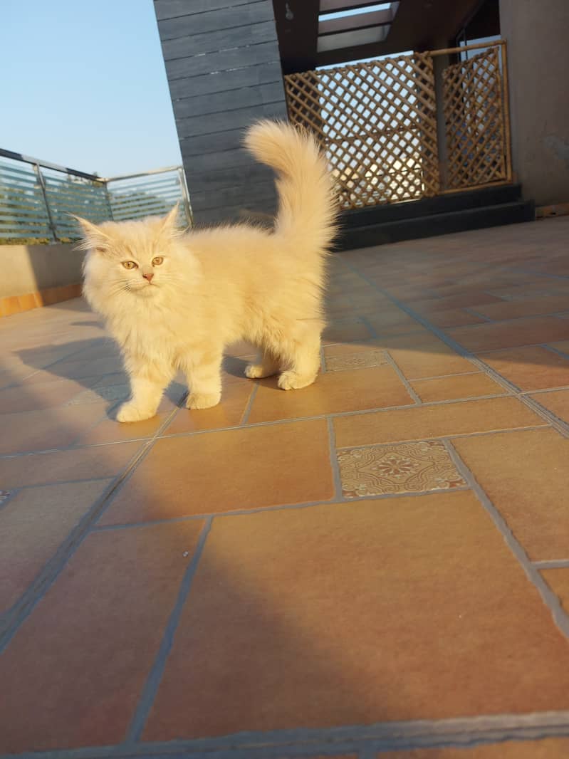 2 Persian kittens male 0