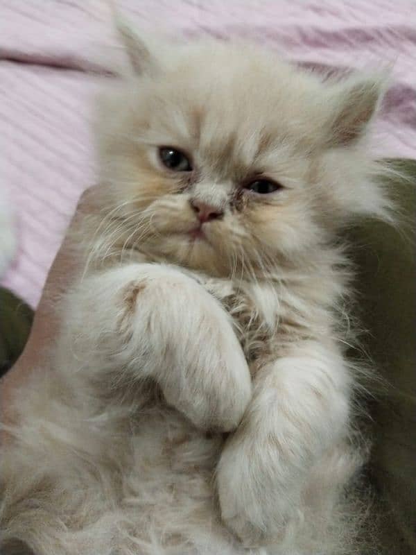 persian punch face kitten,female kitten,male kitten,white kitten,cat 1