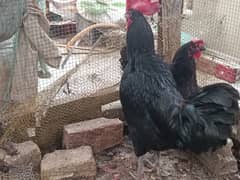 Australop | Austrolorp | Austrolop Egg Laying pair for sale