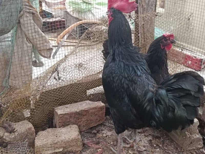 Australop | Austrolorp | Austrolop Egg Laying pair for sale 0