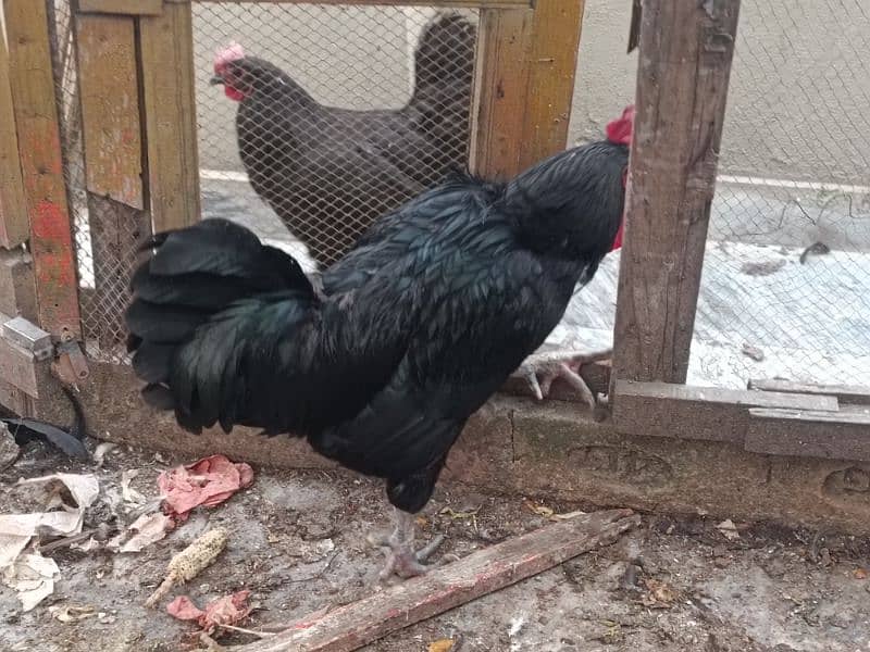 Australop | Austrolorp | Austrolop Egg Laying pair for sale 1