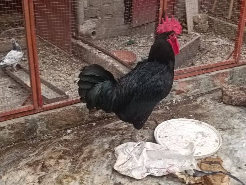 Australop | Austrolorp | Austrolop Egg Laying pair for sale 2