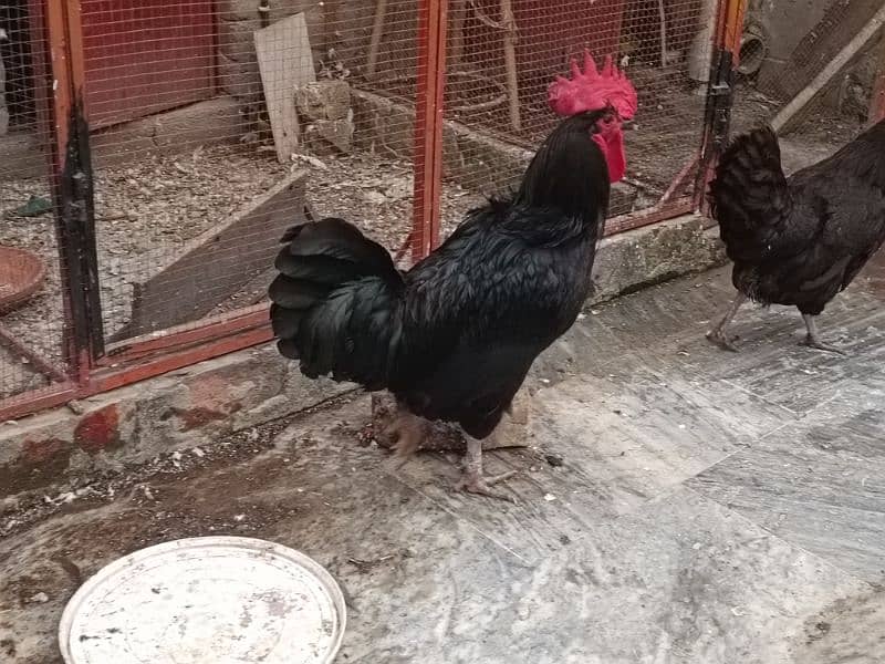 Australop | Austrolorp | Austrolop Egg Laying pair for sale 3