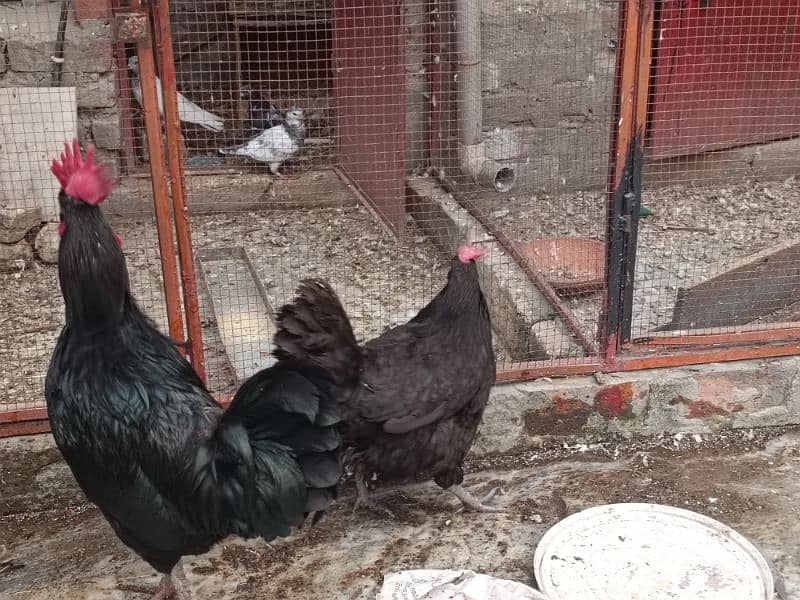 Australop | Austrolorp | Austrolop Egg Laying pair for sale 4