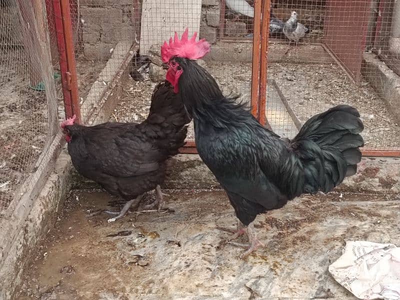 Australop | Austrolorp | Austrolop Egg Laying pair for sale 5