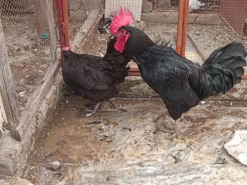 Australop | Austrolorp | Austrolop Egg Laying pair for sale 6