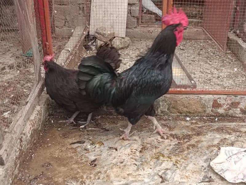 Australop | Austrolorp | Austrolop Egg Laying pair for sale 7