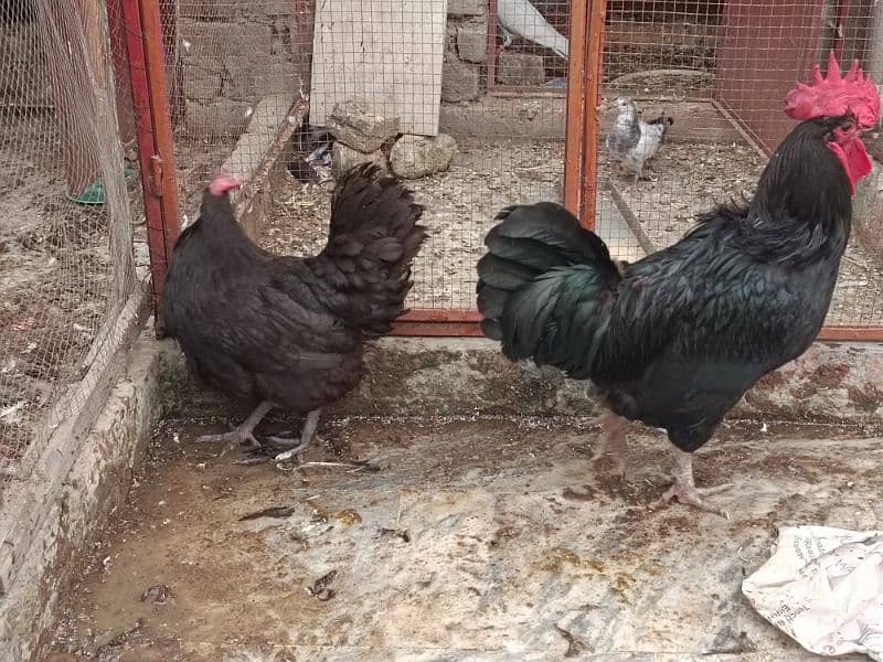 Australop | Austrolorp | Austrolop Egg Laying pair for sale 8