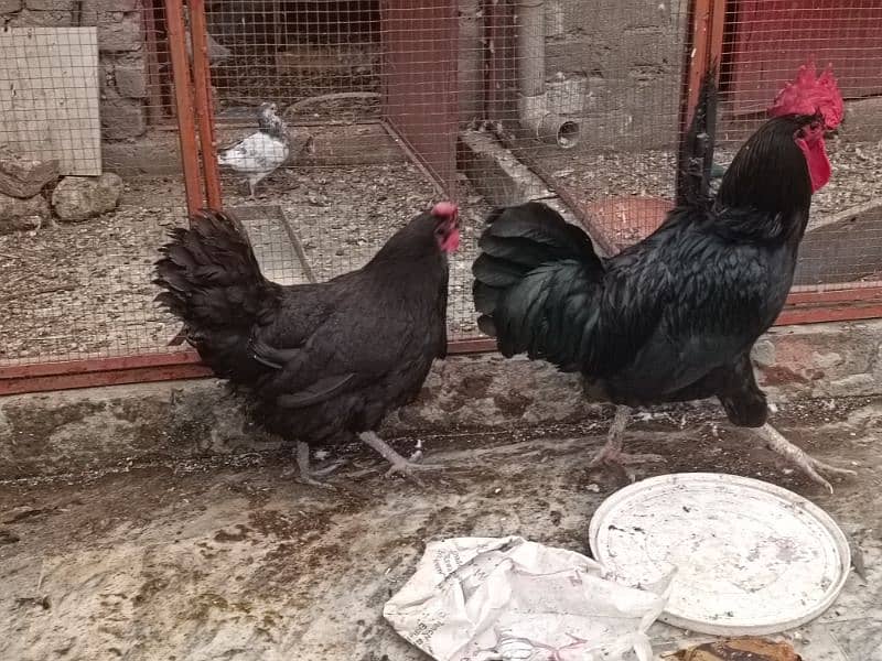 Australop | Austrolorp | Austrolop Egg Laying pair for sale 9