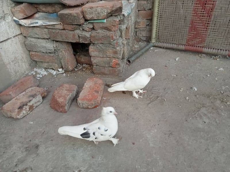 pair of pigeons 0