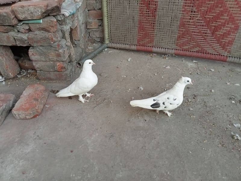 pair of pigeons 1