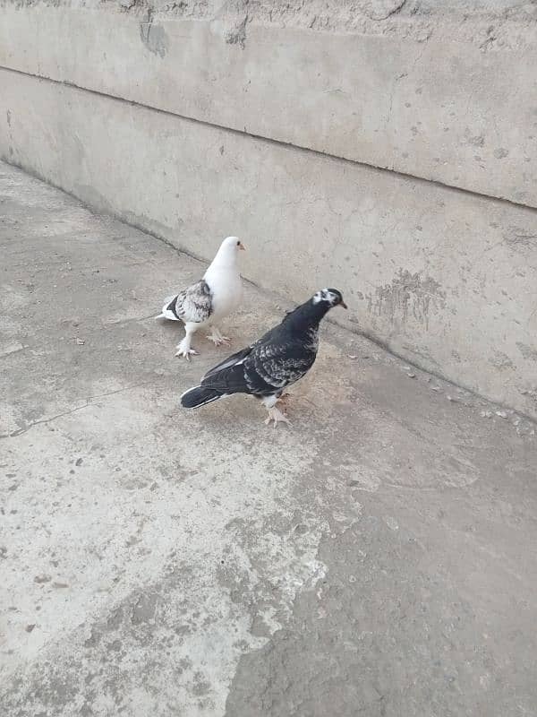 pair of pigeons 10