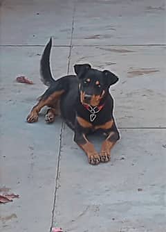 Rottweiler/Dober Female puppy 5 months old