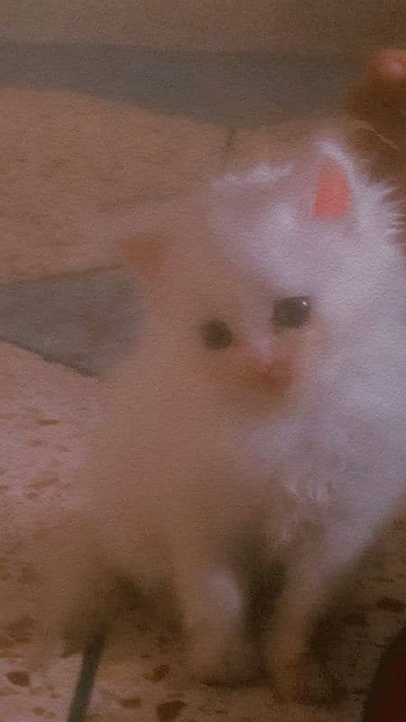 Persian triple coated semi punch face female kitten 0