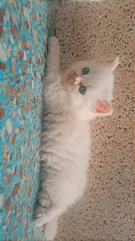 Persian triple coated semi punch face female kitten 2