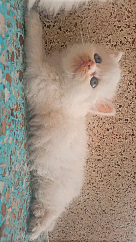 Persian triple coated semi punch face female kitten 3