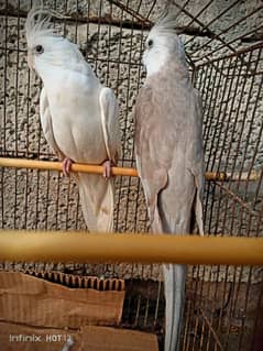 cockatiel pair for sale charcoal male and eno female