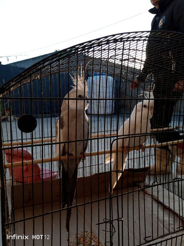 cockatiel pair for sale charcoal male and eno female 3