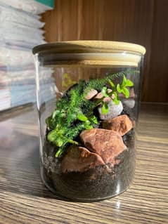 Terrarium