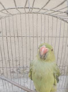 Parrot for sale parrot age 5 month