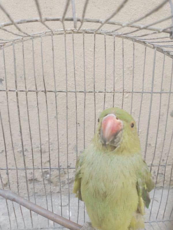 Parrot for sale parrot age 5 month 0