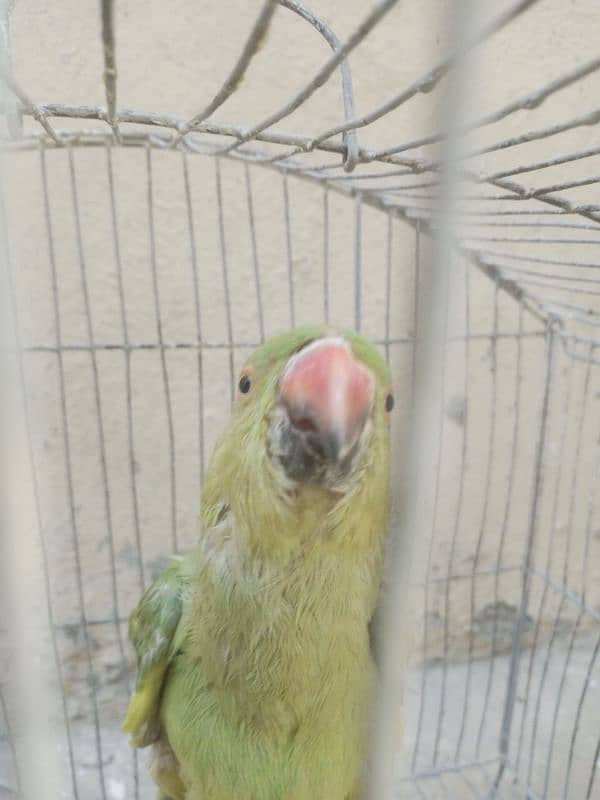 Parrot for sale parrot age 5 month 1