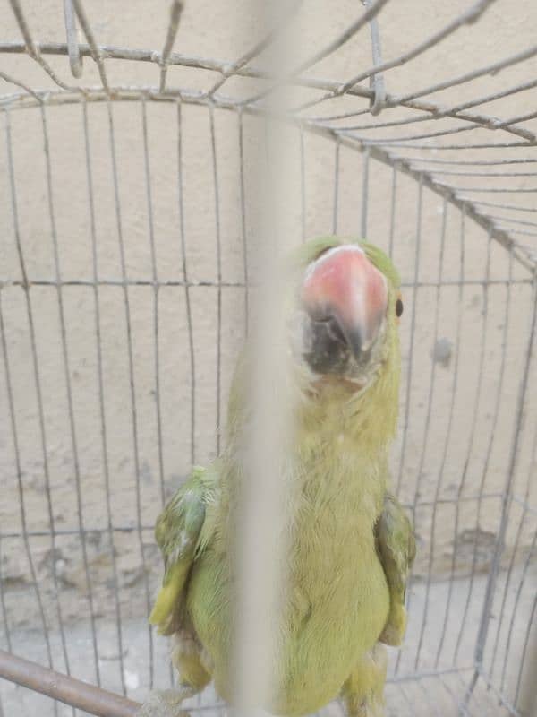 Parrot for sale parrot age 5 month 2