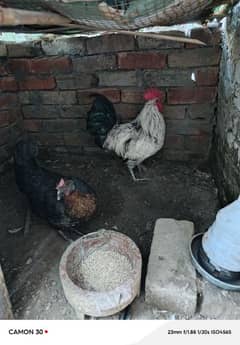 1 murgah and 2 murghi egg laying and starter