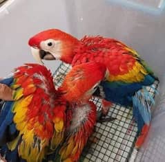 red macaw parrot cheeks for sale 0=3=3=7=8=6=0=3=1=8=9