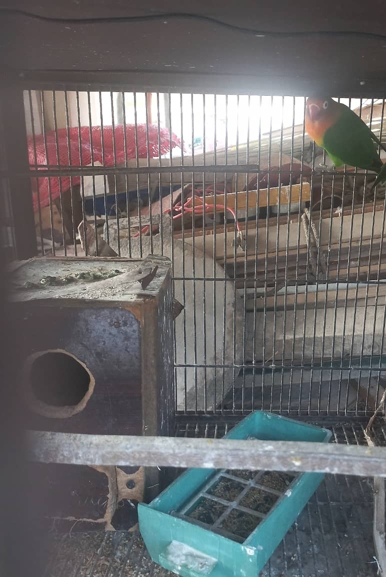 Fisher love bird Breeder female 3