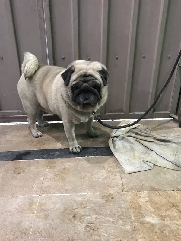 pug dog male 0