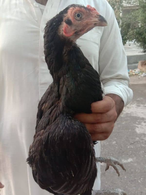 shamoo female hen 1