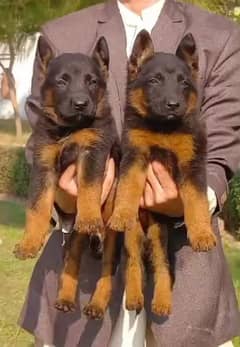 German shepherd double code Jodi 2 months for sale