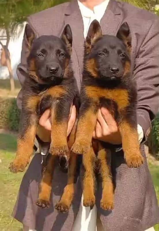 German shepherd double code Jodi 2 months for sale 0