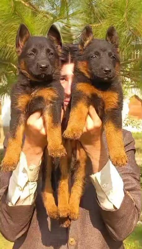 German shepherd double code Jodi 2 months for sale 1