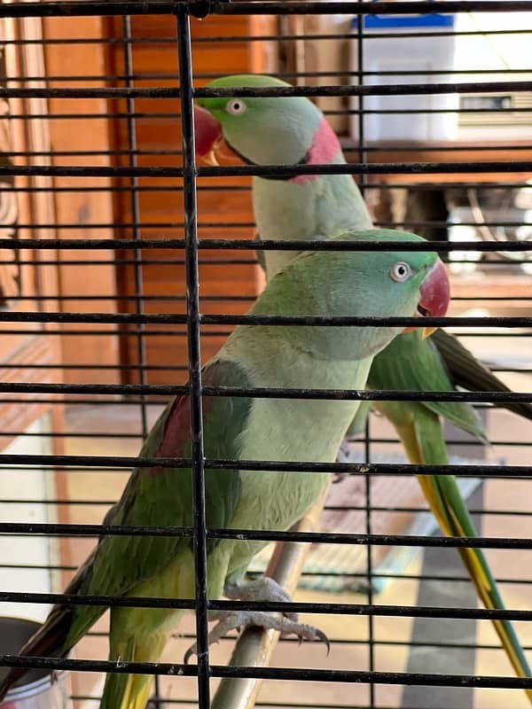 raw parrot pair 0