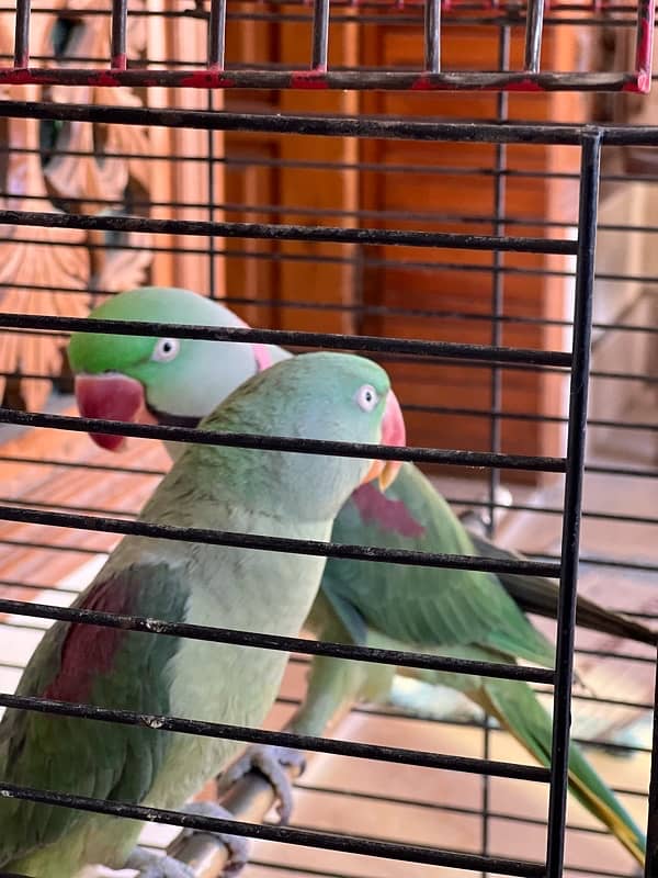 raw parrot pair 1