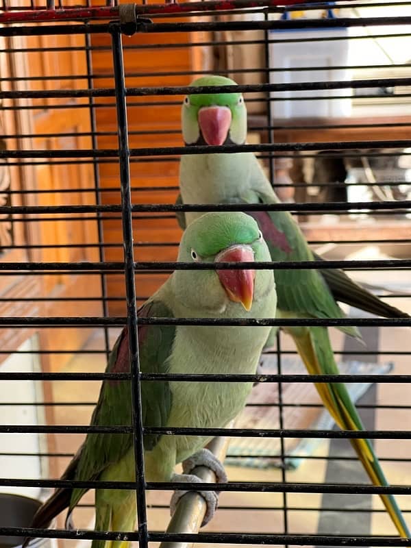 raw parrot pair 2